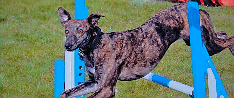 Brindle Greyhound going over jump