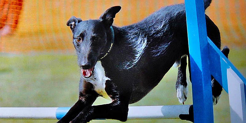 Black dog over jump