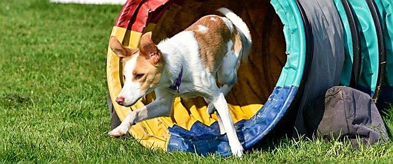 Dog emerging from tunnel
