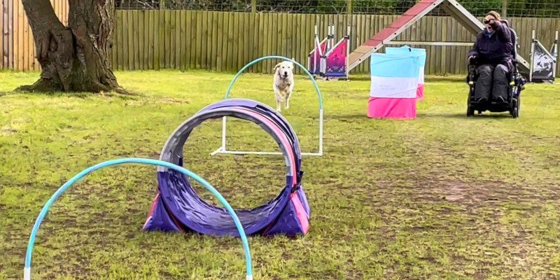 Dog on Hoopers course