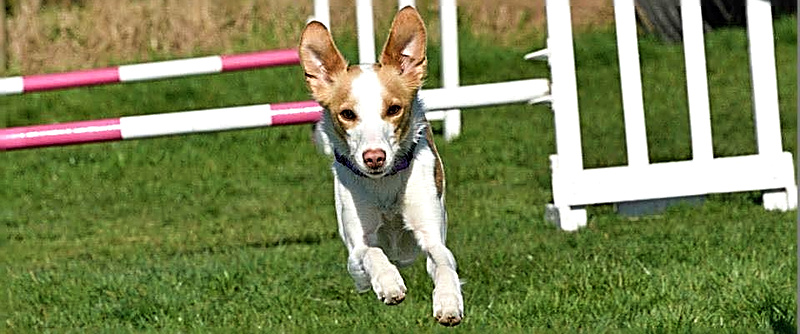 Agility equipment